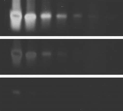 Sybr Green I X Dmso