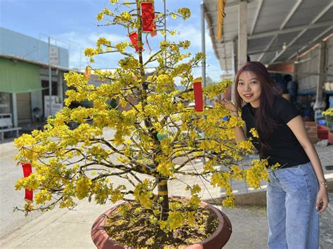 Đi 'săn' những hoa mai 150 cánh vàng nở rực tuyệt đẹp