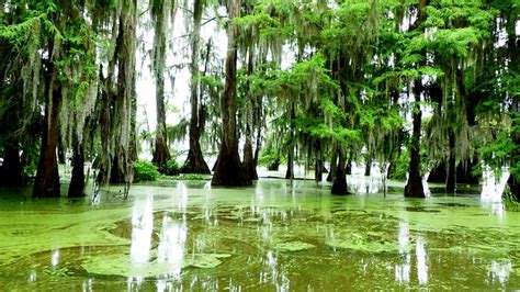 Bayou Louisiana Marsh - Free photo on Pixabay - Pixabay