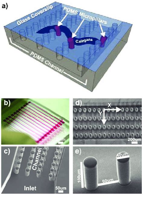 Pdms Micropillar Based Device For C Elegans Force Measurement A The