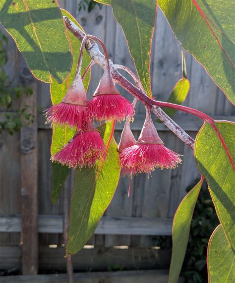 Silver Princess Beautiful Flowers Native Garden Flowers