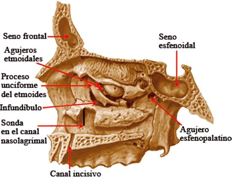 Diagnostico X Fosa Nasal Anatomia