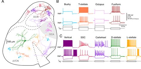 Github Bcmjianglab Cn Project A Multimodal Cell Census And Atlas Of