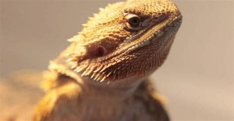 Ultimate Guide To Bearded Dragon Impaction Signs Treatments More