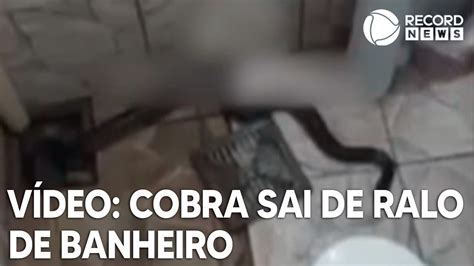 Cobra Sai De Ralo Do Banheiro E Assusta Morador YouTube