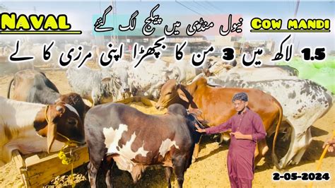 Naval Mandi Karachi Cattle Rate Update May Moach Goth Cow