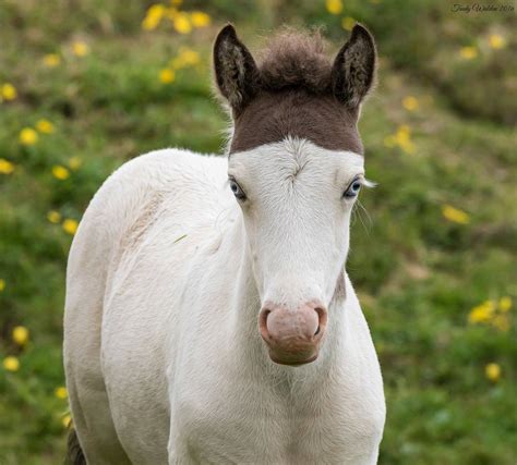 Rare Medicine Hat Paint Horse - Medicine Mania