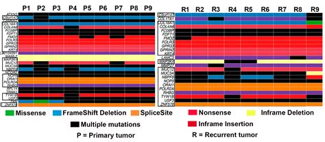 Whole Exome Sequencing Reveals High Mutational Concordance Between