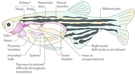 Zebrafish 101 A White Paper Invivo Biosystems