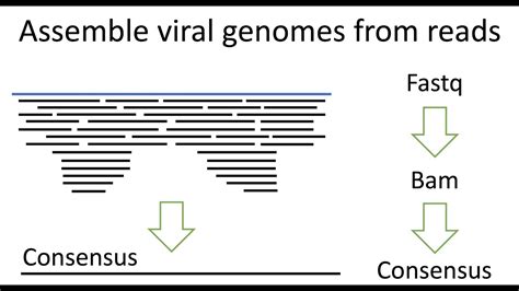 Virus Genome Assembly And Consensus Sequence From Reads Youtube