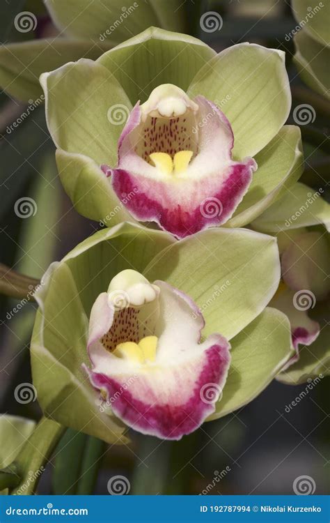 Close Up Image Of Boat Orchid Flowers Stock Photo Image Of Botanical