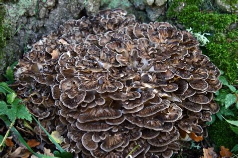 20 Fresh MAITAKE Grifola Frondosa Mushroom Plugs Dowels Spawn Spores ...