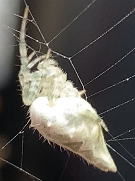 Bifurcate Trashline Orbweaver From Pecan Dr Brazoria Tx Us On August