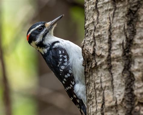 10 Species Of Woodpeckers In Michigan 2023 Pictures