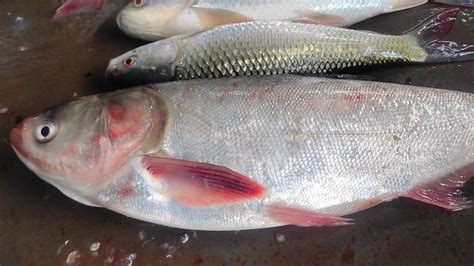 Look Amazing Silber Carp Fish Cutting In Fish Market Bangladesh YouTube