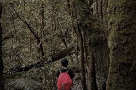 Hutan Angker Di Indonesia Ilmu