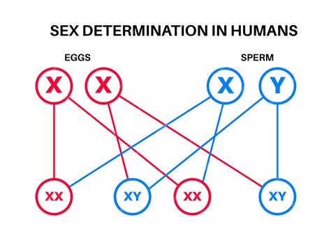 Premium Vector Sex Determination In Humans Male And Female Sperm And Eggs X And Y Chromosomes