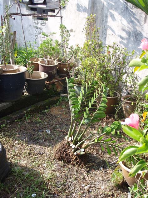 are zz plants toxic to cats 10