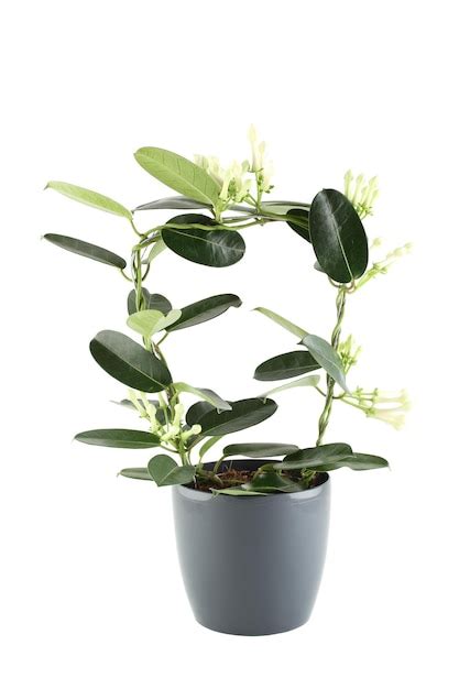 Premium Photo | Potted plant