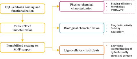 Schematic Representation Of The Methodology Of Immobilization