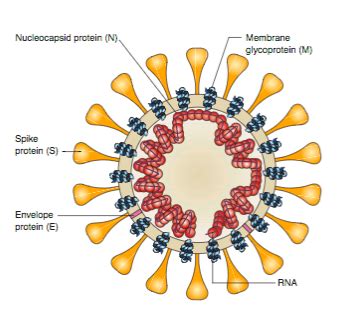 SARS-CoV-2 Genetics Flashcards | Quizlet 