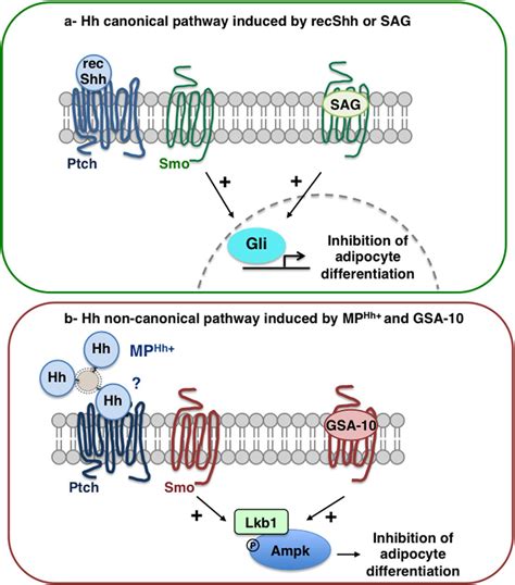 Proposed Models Of Hh Signalling Pathways Used By Recshh And Sag Or Mp