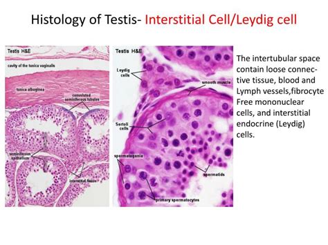 Ppt Male Reproductive System Powerpoint Presentation Id 2267894