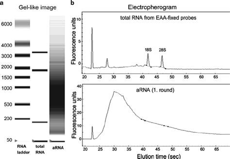 Representative Examples Of RNA Quality From EAA Fixed Probes Total RNA