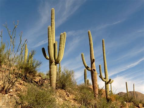 Cuántos tipos de cactus hay y cómo se cuidan Jardineria On