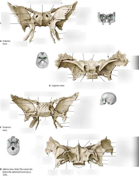 Anatomy Sphenoid Bone Markings Diagram Diagram Quizlet