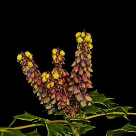 Barberries: Plant Care and Collection of Varieties - Garden.org