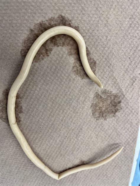 Solved Please Help Me Label This Roundworm This Is Ascaris Chegg