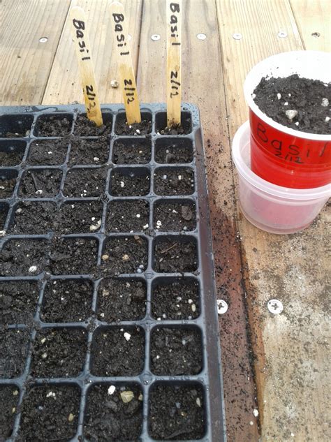 Let’s Grow: Basil! – Our Little Ways