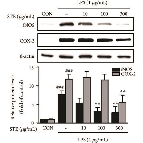 Effects Of STE On The Productions Of Inflammatory Mediators In