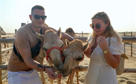 Dubai Overnight Desert Safari Camels Dinner And Stargazing Getyourguide