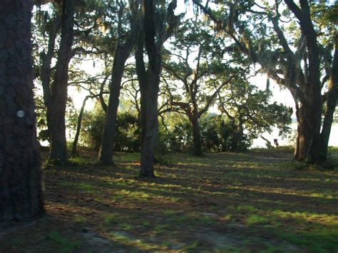 Trees of South Carolina. | Tree, Landscape, Nature