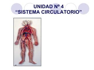 Sistema Circulatorio PPT Descarga Gratuita