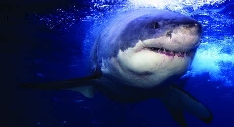 Western Australia considers taking great white sharks off protected ...