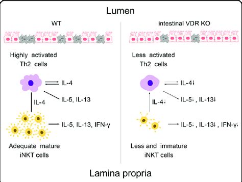 Schematic Illustration Of How Intestinal Vdr Knockout Ameliorate