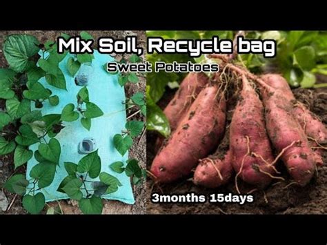 How To Mix Soil To Grow Sweet Potatoes In Bag Recycle Bag To Grow