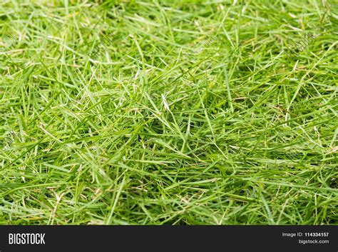 Green Grass Texture Image And Photo Free Trial Bigstock