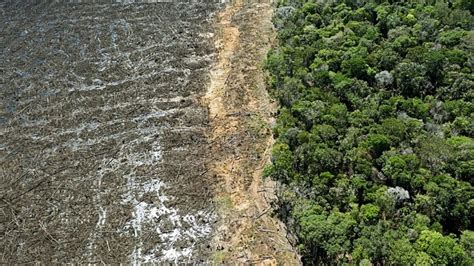 Desmatamento na Amazônia atinge pico histórico alerta Ministra de