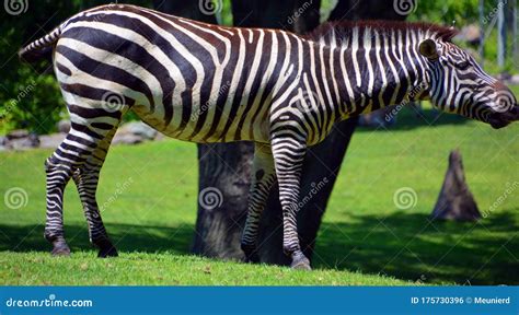 The Grevy S Zebra Equus Grevyi Also Known As The Imperial Zebra Stock