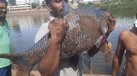 Today S Gaint Catla Carp Fish Catch Live On Krishnariver Big Catla