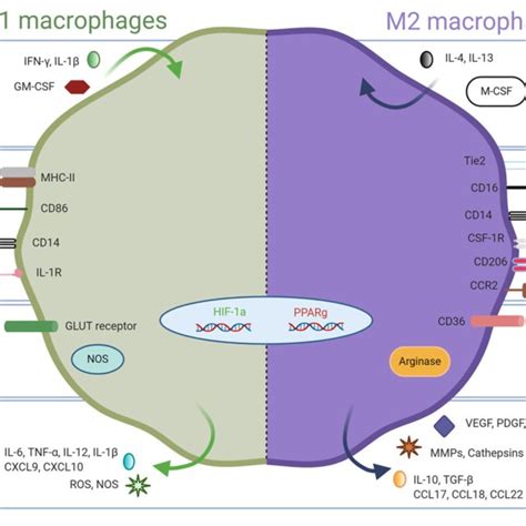 Opposing Phenotypes Of M1 Like And M2 Like Tumor Associated