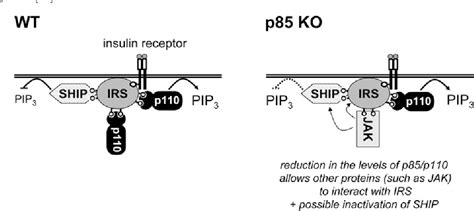 Figure 2 From Regulation Of Class Ia Pi3ks Is There A Role For