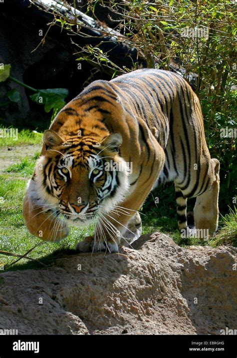 Bengal Tiger Panthera Tigris Tigris Stalking Tiger Stock Photo