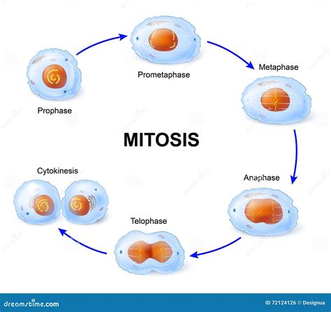 Cell division. Mitosis stock vector. Illustration of globule - 72124126