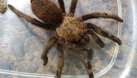 Texas Brown Tarantula Mating Season Happens in 5, 4, 3…