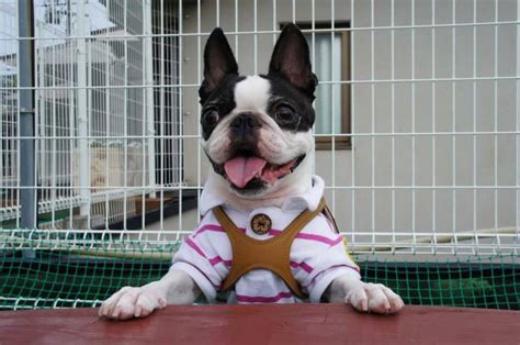 Crate training a Boston terrier in 5 easy steps – crate training center